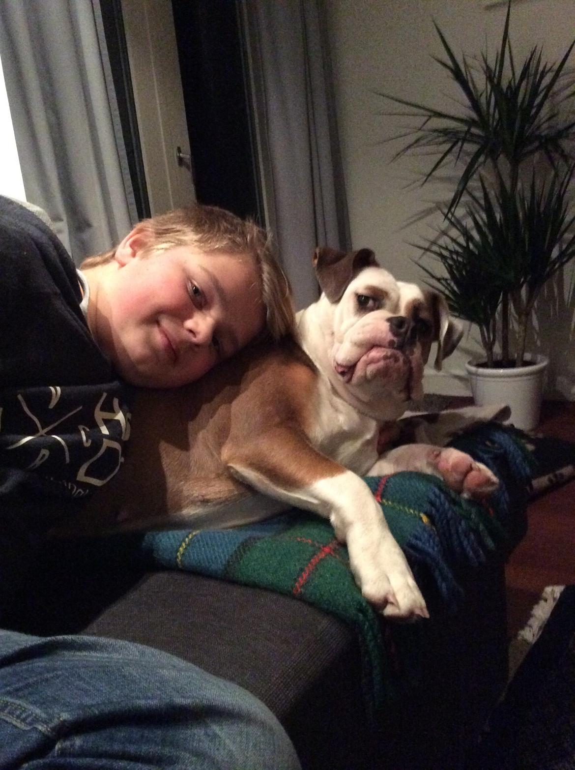 Olde english bulldogge Fiona, født: Alcapones Bella billede 9