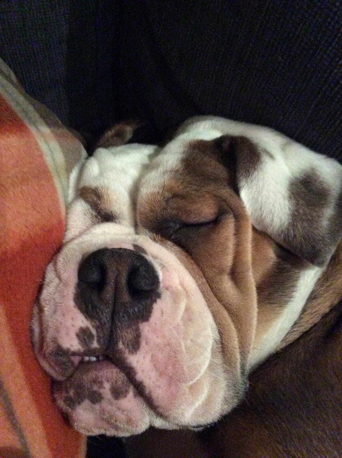 Olde english bulldogge Fiona, født: Alcapones Bella billede 10