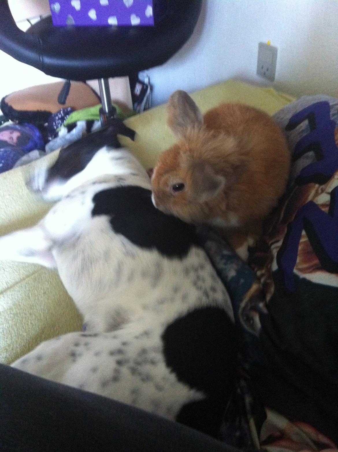 Dansk svensk gaardhund Louis billede 1