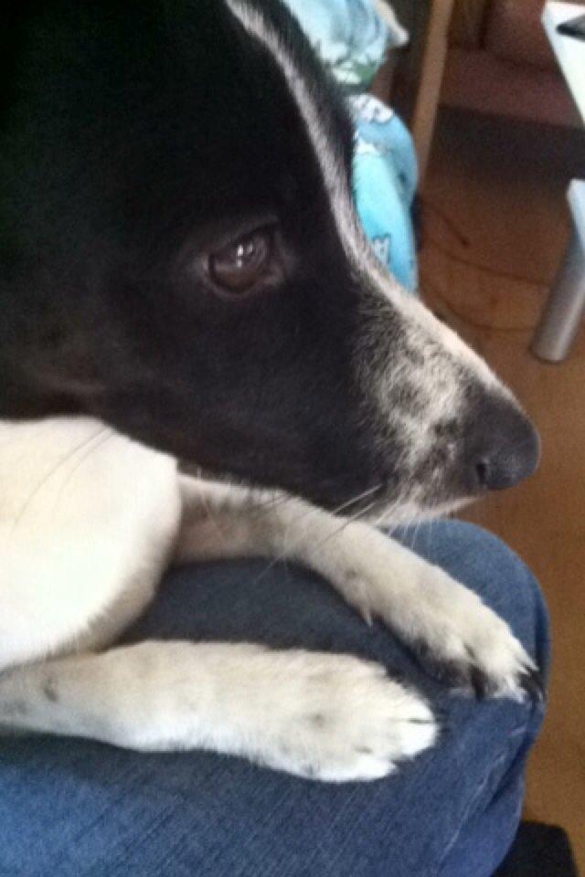 Dansk svensk gaardhund Louis billede 2