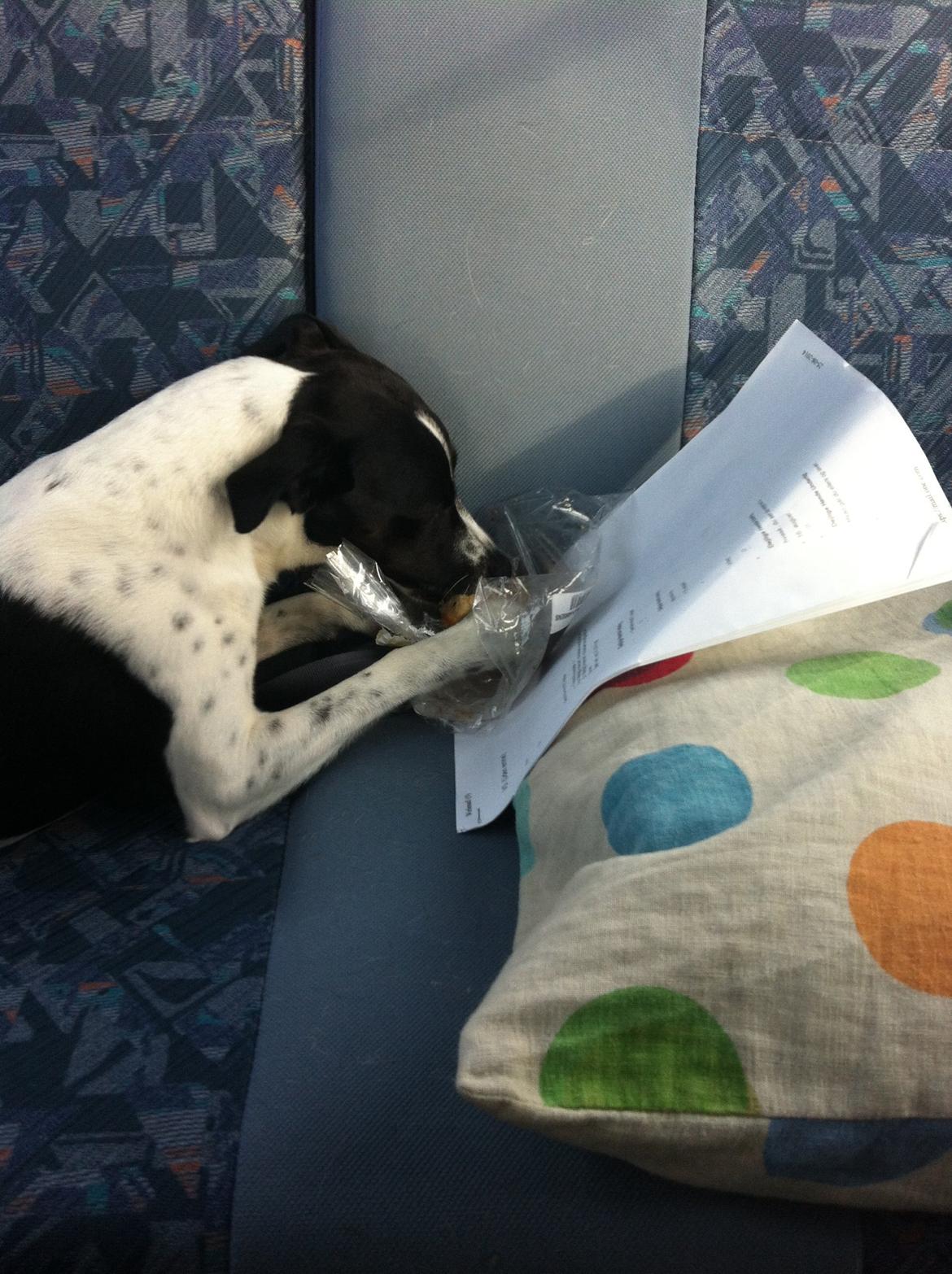 Dansk svensk gaardhund Louis billede 3