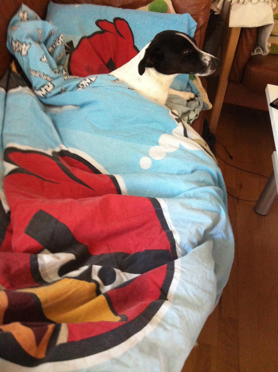 Dansk svensk gaardhund Louis billede 4