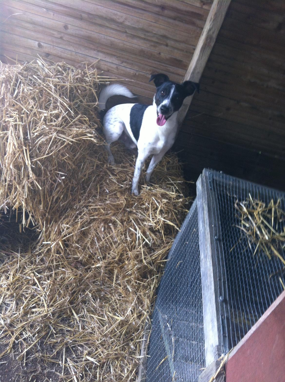 Dansk svensk gaardhund Louis billede 5