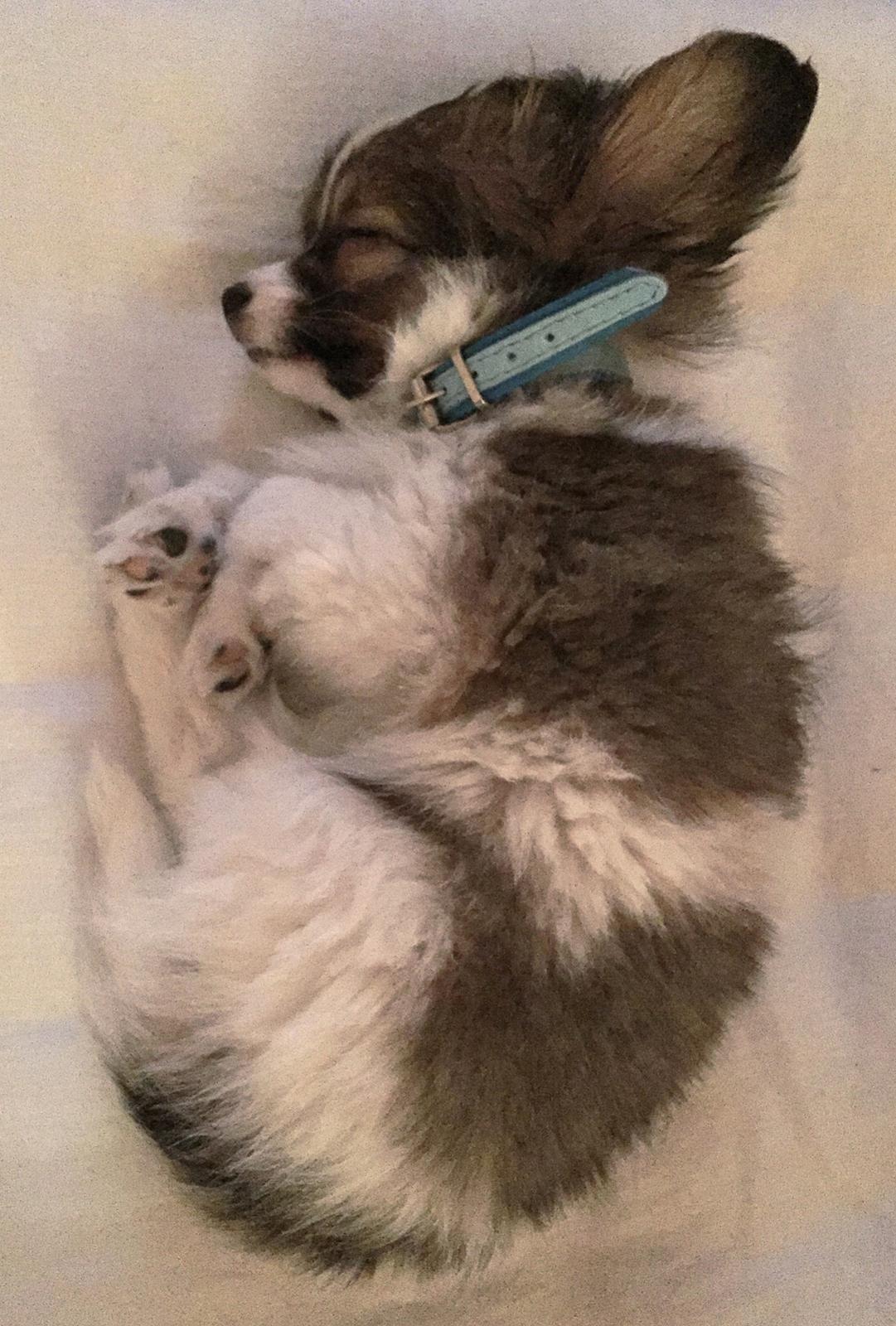 Phalene Choko billede 16