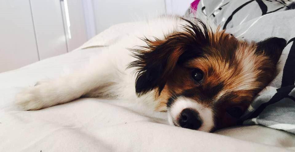 Phalene Choko billede 5