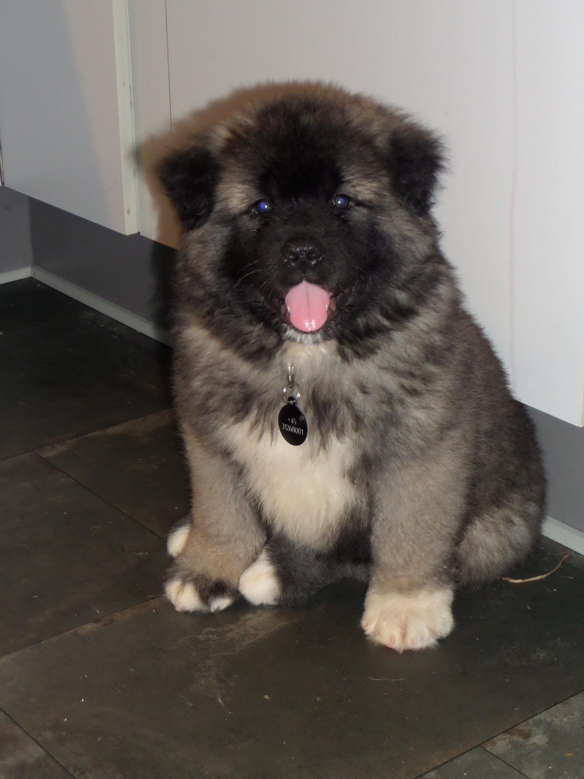 American Akita Akidan Breaking The Waves "RIKI" <3 - Hej med jer alle.. 9 jan 2015 billede 11