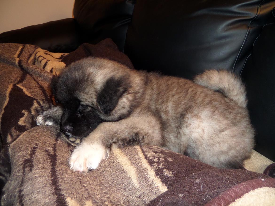 American Akita Akidan Breaking The Waves "RIKI" <3 - Hygge aften <3 9 jan 2015 billede 32