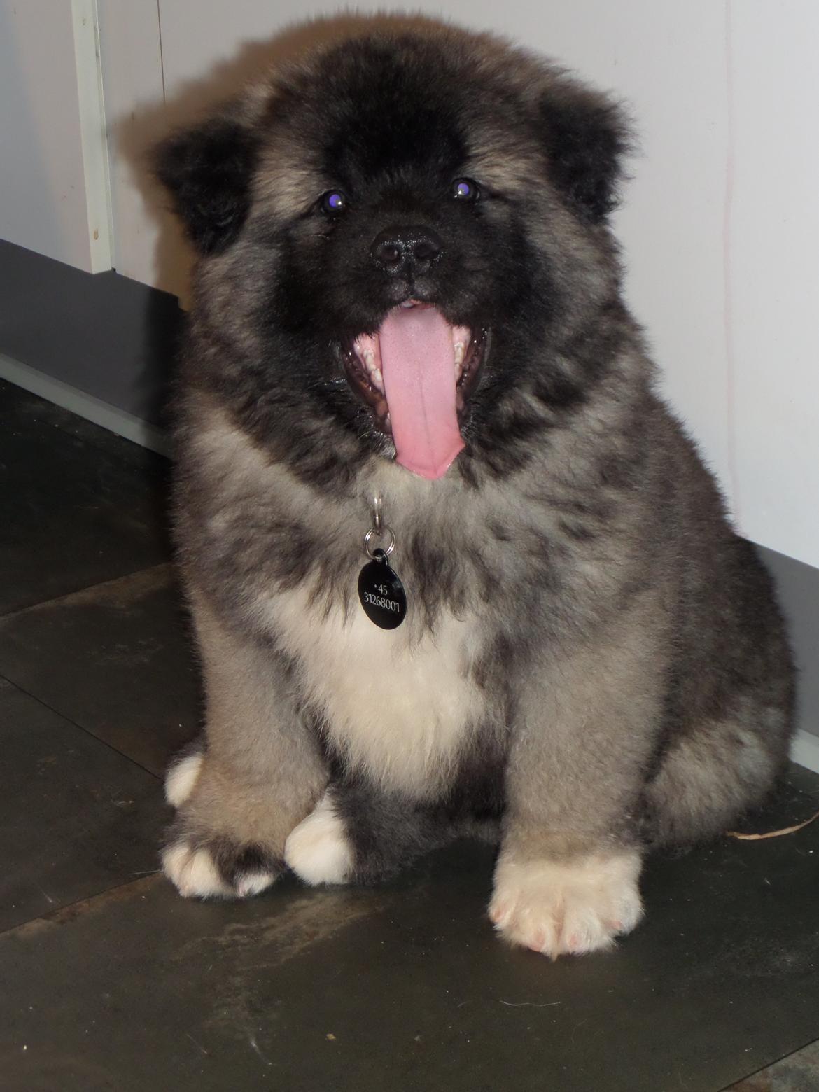 American Akita Akidan Breaking The Waves "RIKI" <3 - GAB.... 9 jan 2015 billede 23