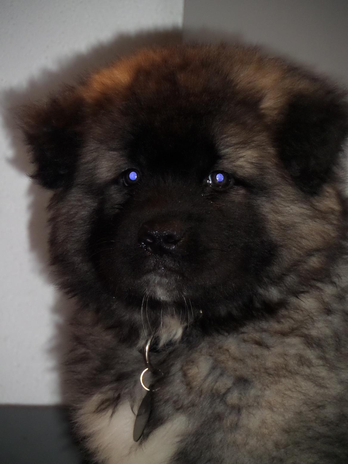 American Akita Akidan Breaking The Waves "RIKI" <3 - Min bamse basse <3 10 jan 2015 billede 21