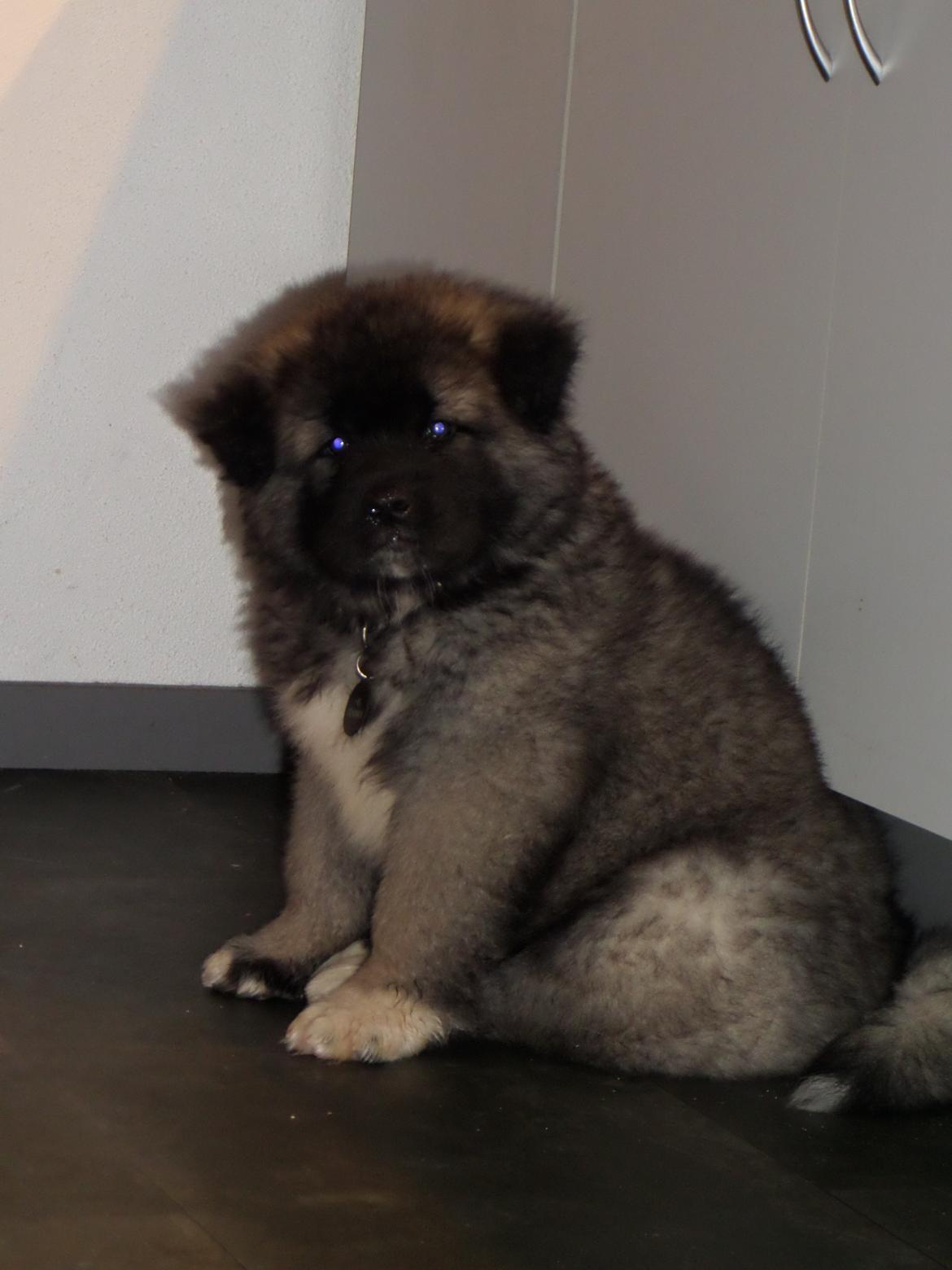 American Akita Akidan Breaking The Waves "RIKI" <3 - Kigger i på mig??  10 jan 2015 billede 39