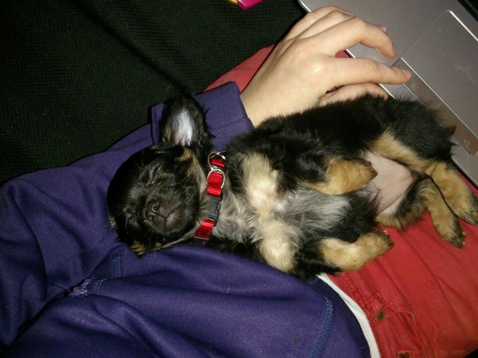 Chihuahua Paya - 27/12-2014 billede 10