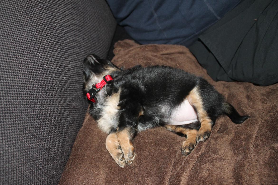 Chihuahua Paya - 23/12-2014 billede 8