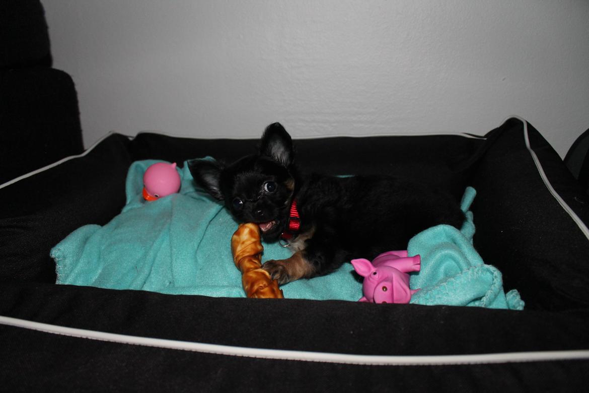 Chihuahua Paya - En af de første dage. billede 6