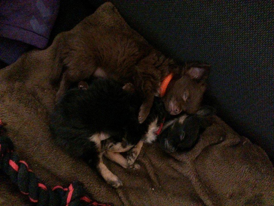 Chihuahua Paya - 25/12-2014 billede 9