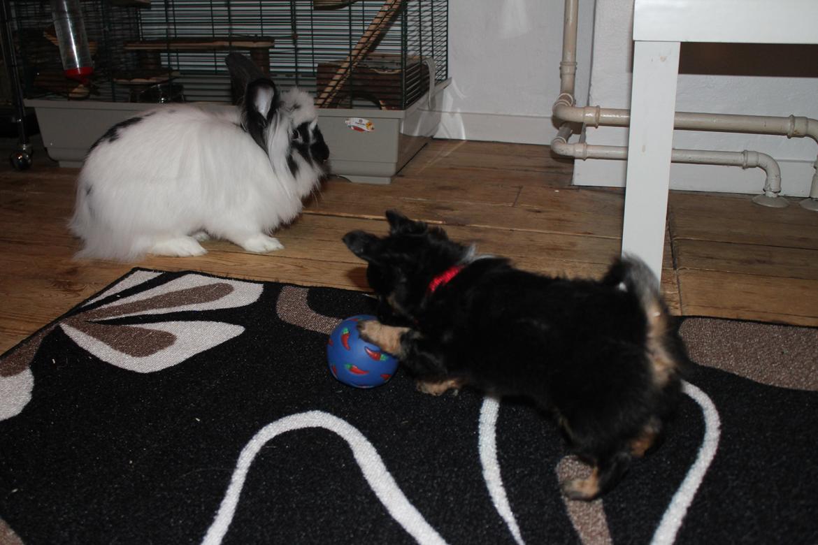 Chihuahua Paya - Paya leger med kaninens bold. billede 11