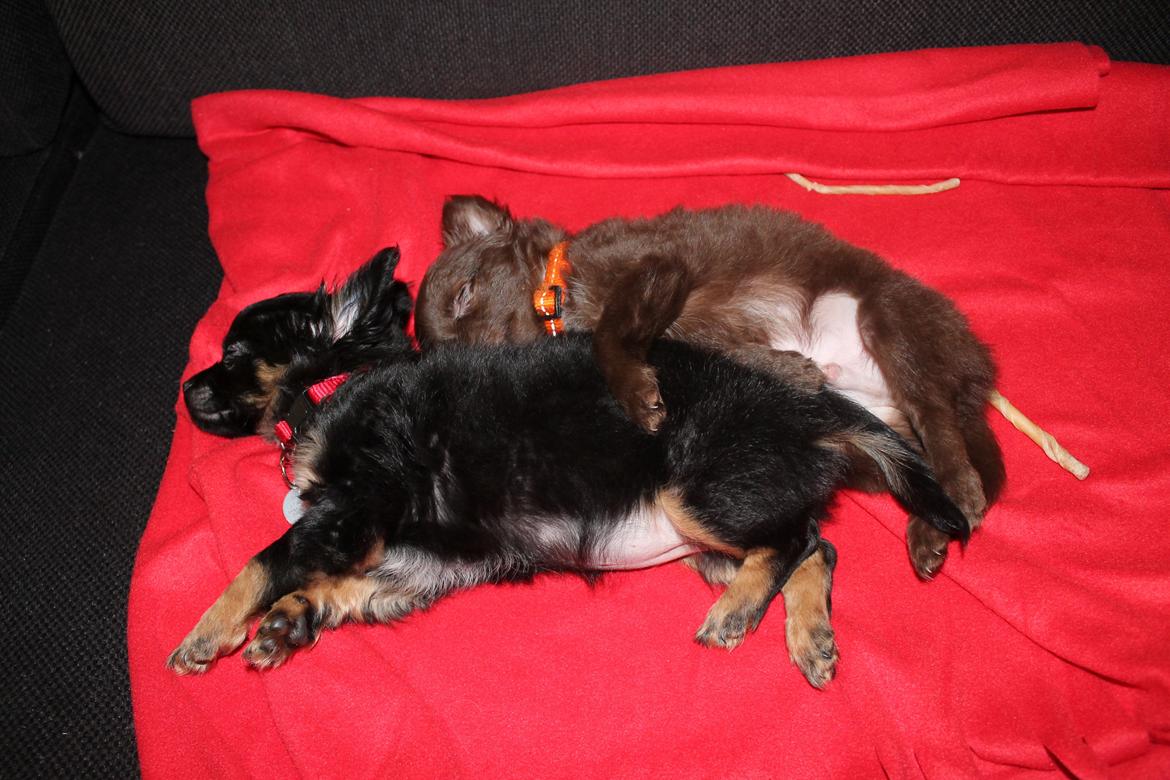 Chihuahua Paya - 3/1-2015 billede 13