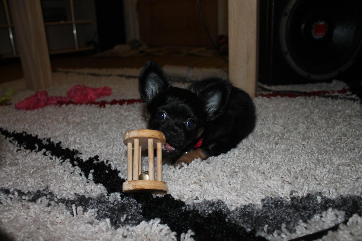 Chihuahua Paya - 4/1-2015 igen med kaninens legetøj billede 14