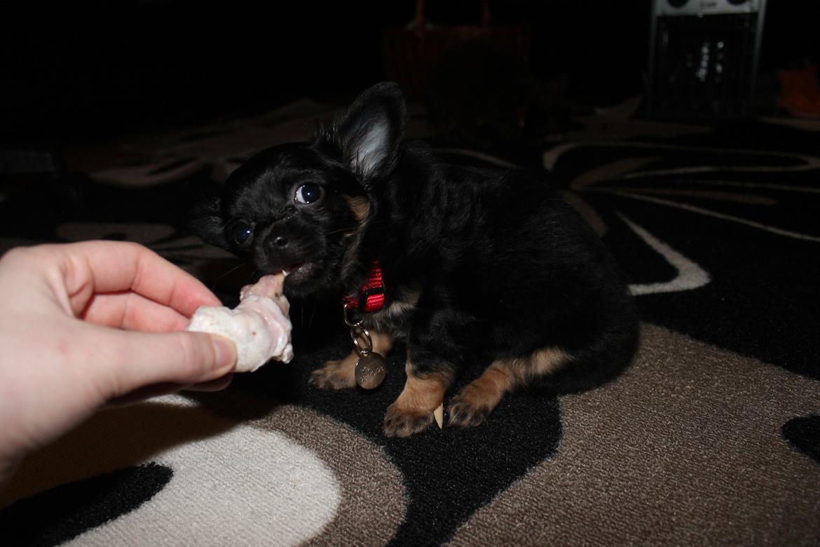 Chihuahua Paya - Payas første kyllingekød - 8 uger gammel.  billede 7