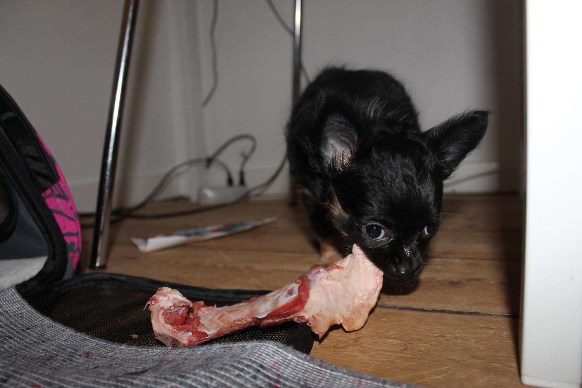 Chihuahua Paya - Det er godt med et okseribben billede 15