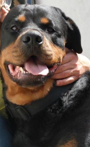 Rottweiler Fafner<3 |Faffe'laffe|<3 billede 3