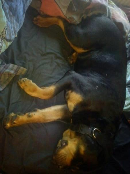 Rottweiler Fafner<3 |Faffe'laffe|<3 - Sidste billede af Fafner i; <3 8/1/2015 billede 41