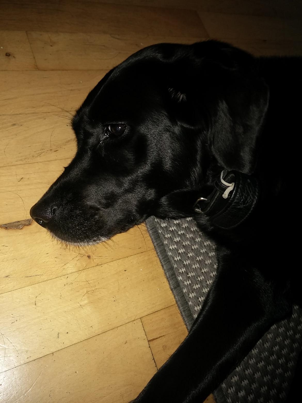 Labrador retriever Nala billede 16