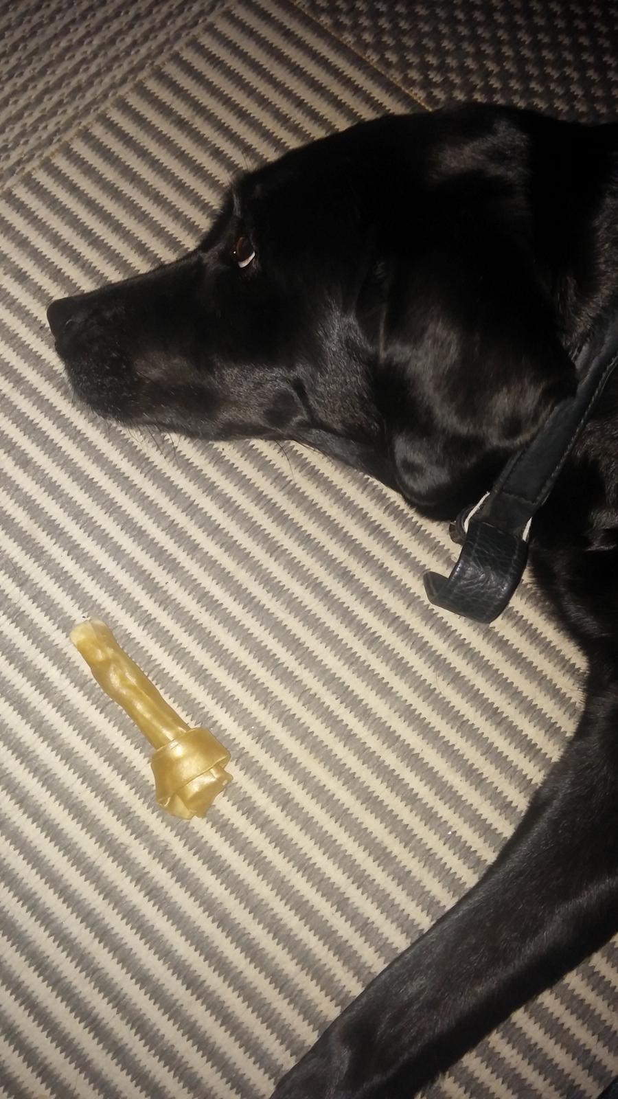 Labrador retriever Nala - kødben  billede 17