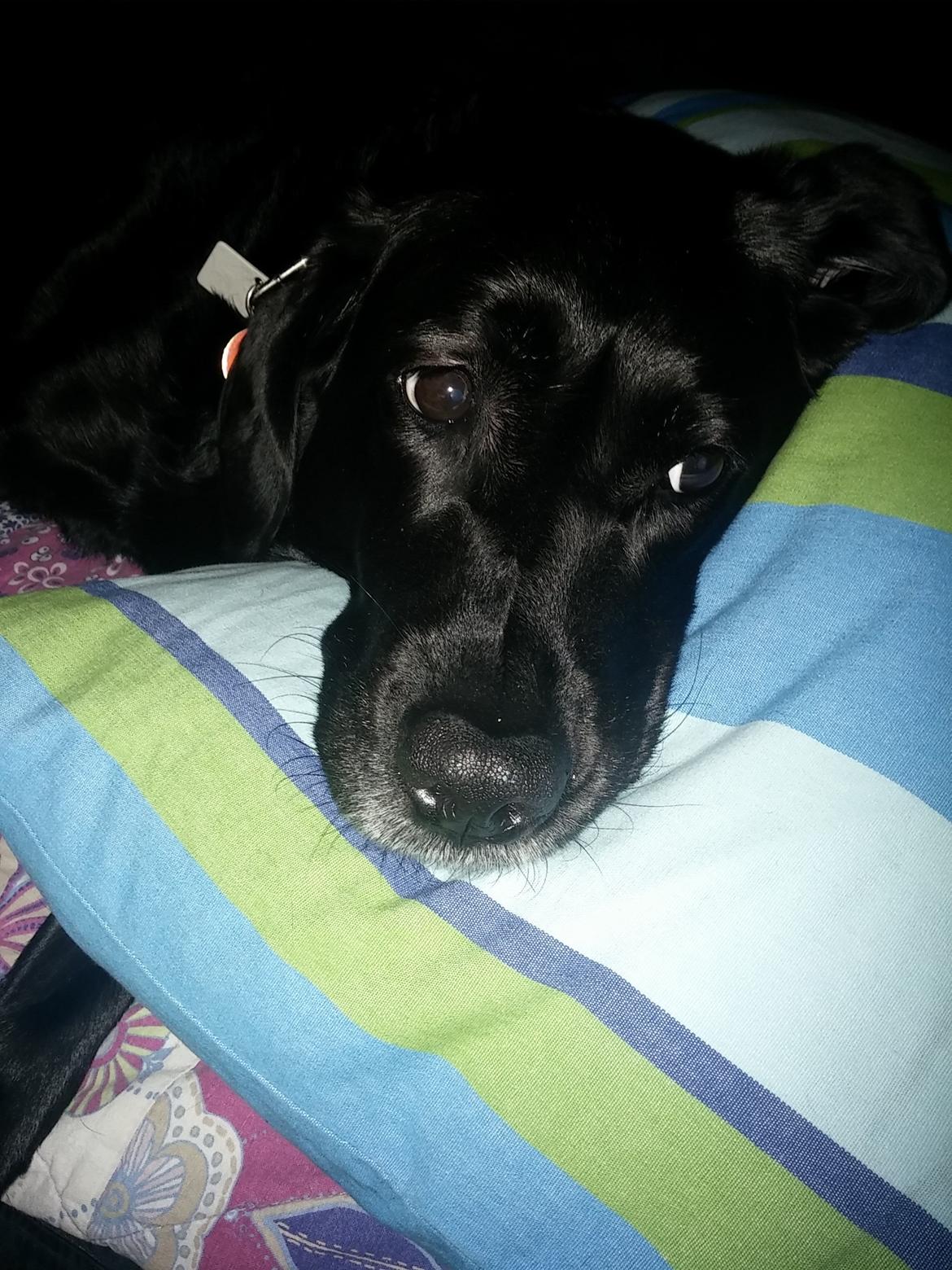 Labrador retriever Nala billede 18