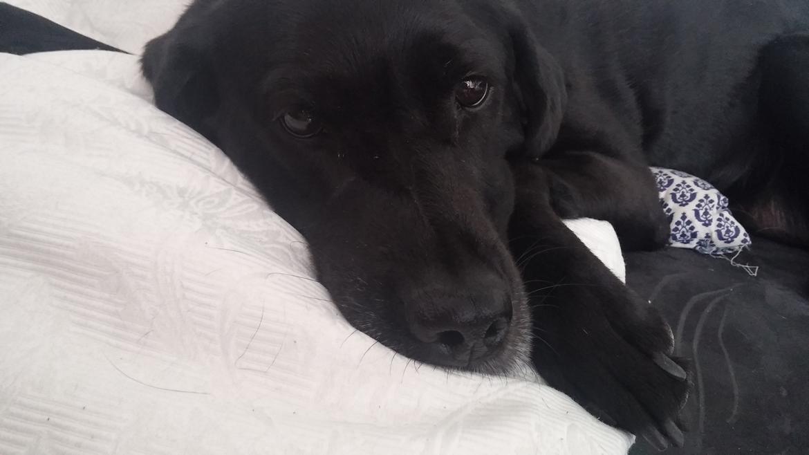 Labrador retriever Nala billede 1