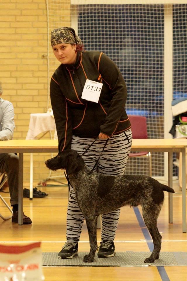 Ruhåret hønsehund Lynghedens Chandler - Fra skue i Gjern den 10/1-2015, hvor han fik excellent, og blev BIR. Og nr 2 i best in show, der var så kun 2 hunde i gruppen. billede 1