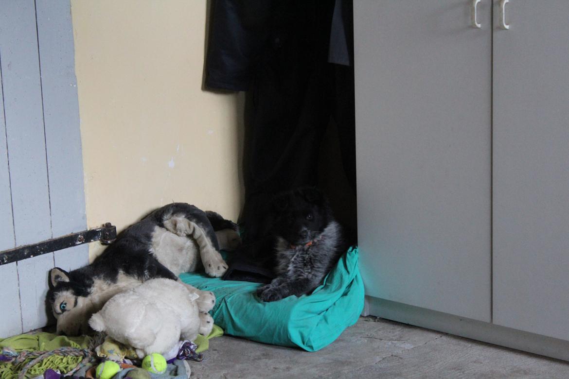 Blanding af racer Ellie billede 26