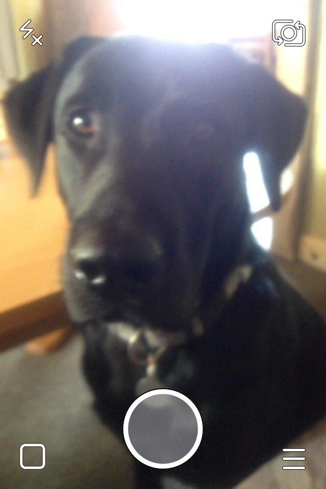 Blanding af racer Niño billede 3