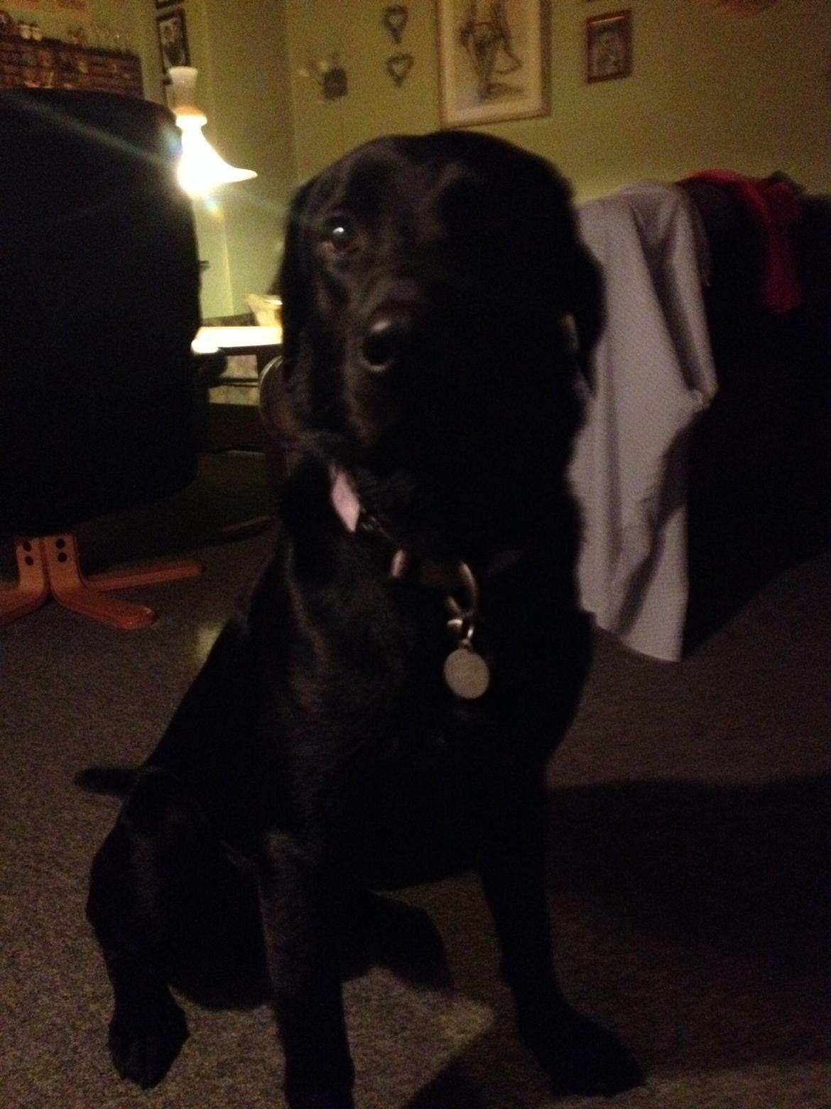 Blanding af racer Niño billede 1