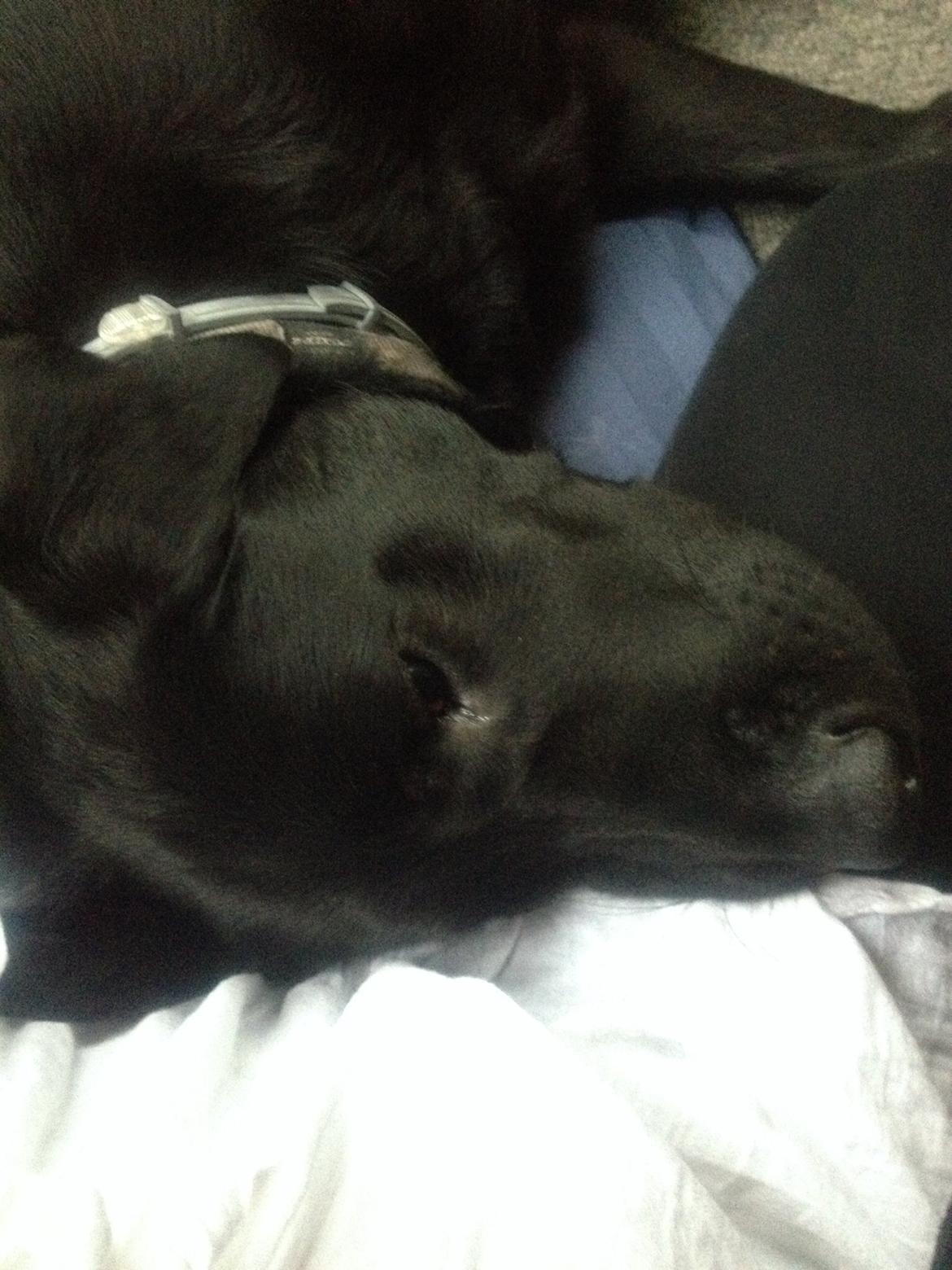 Blanding af racer Niño billede 2