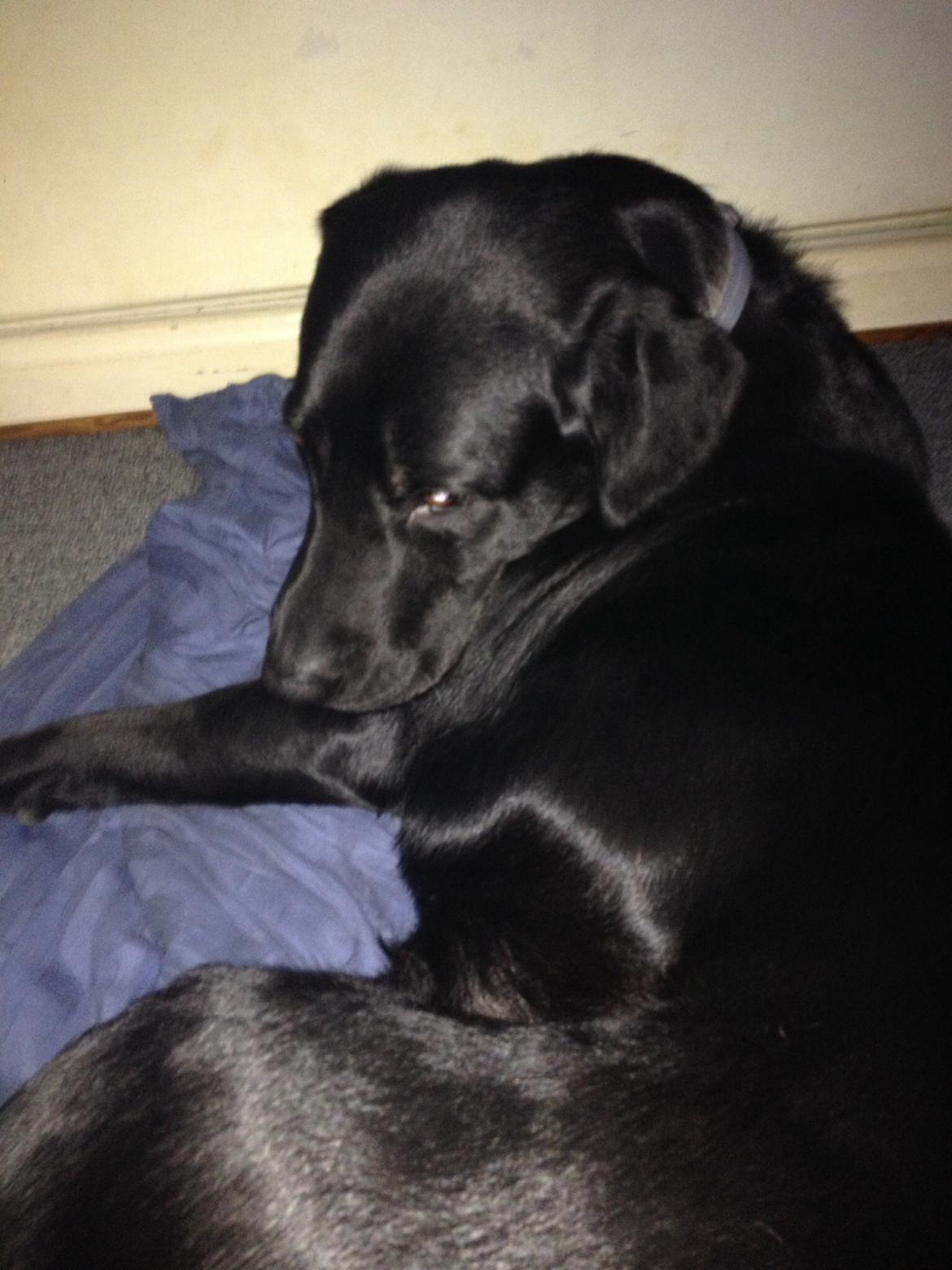 Blanding af racer Niño billede 4