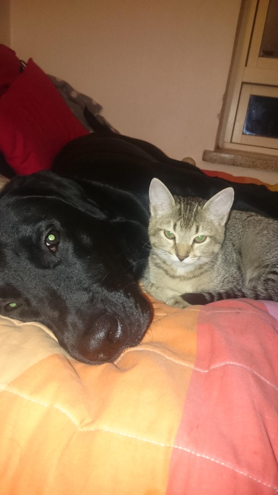 Labrador retriever Captain Morgan Freeman billede 7