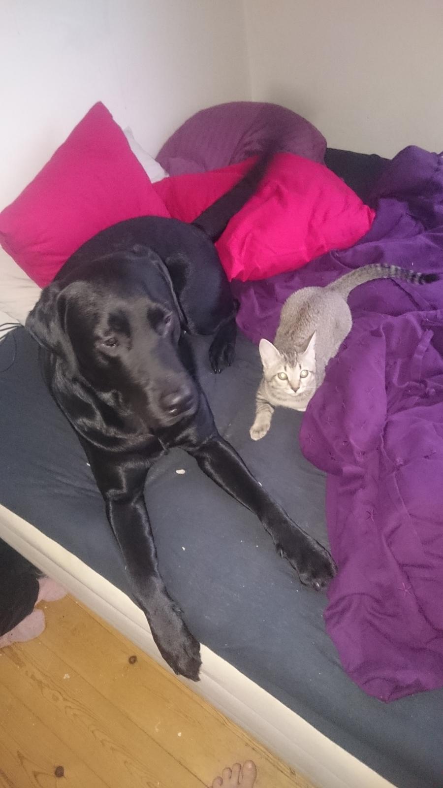 Labrador retriever Captain Morgan Freeman billede 8