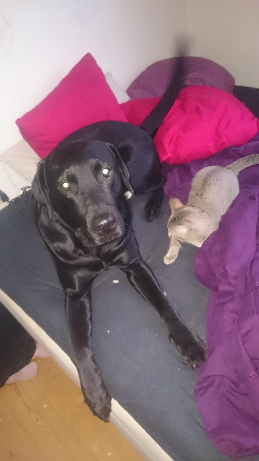 Labrador retriever Captain Morgan Freeman billede 9