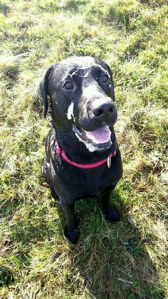 Labrador retriever Captain Morgan Freeman billede 10