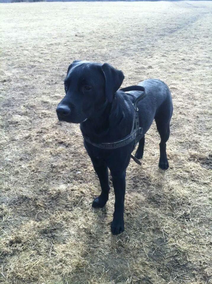 Labrador retriever Captain Morgan Freeman billede 11