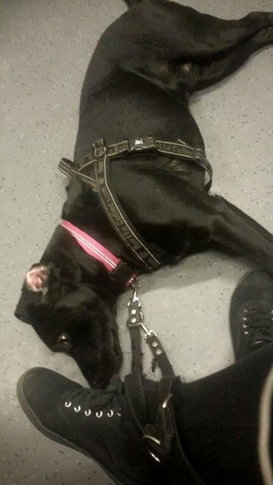 Labrador retriever Captain Morgan Freeman billede 12