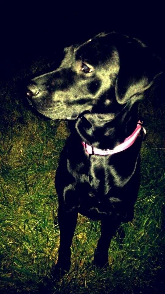 Labrador retriever Captain Morgan Freeman billede 13