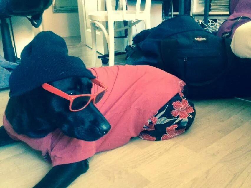 Labrador retriever Captain Morgan Freeman billede 14