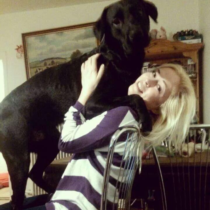 Labrador retriever Captain Morgan Freeman billede 15