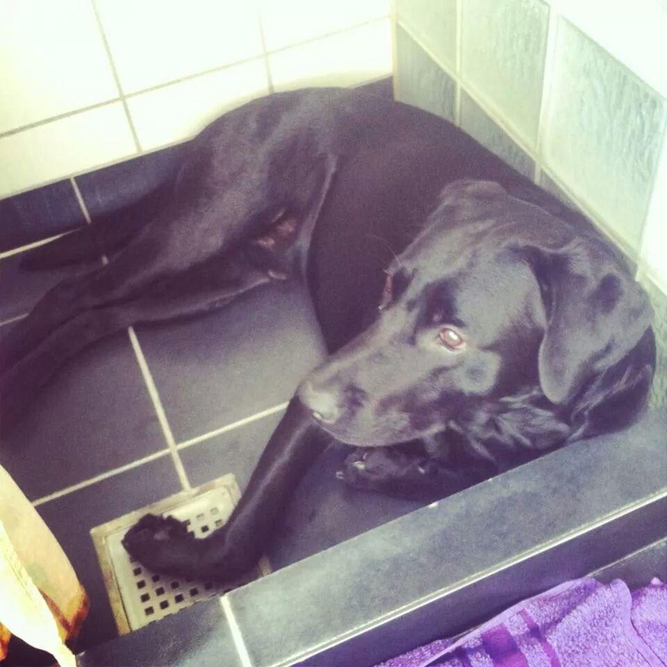 Labrador retriever Captain Morgan Freeman billede 16