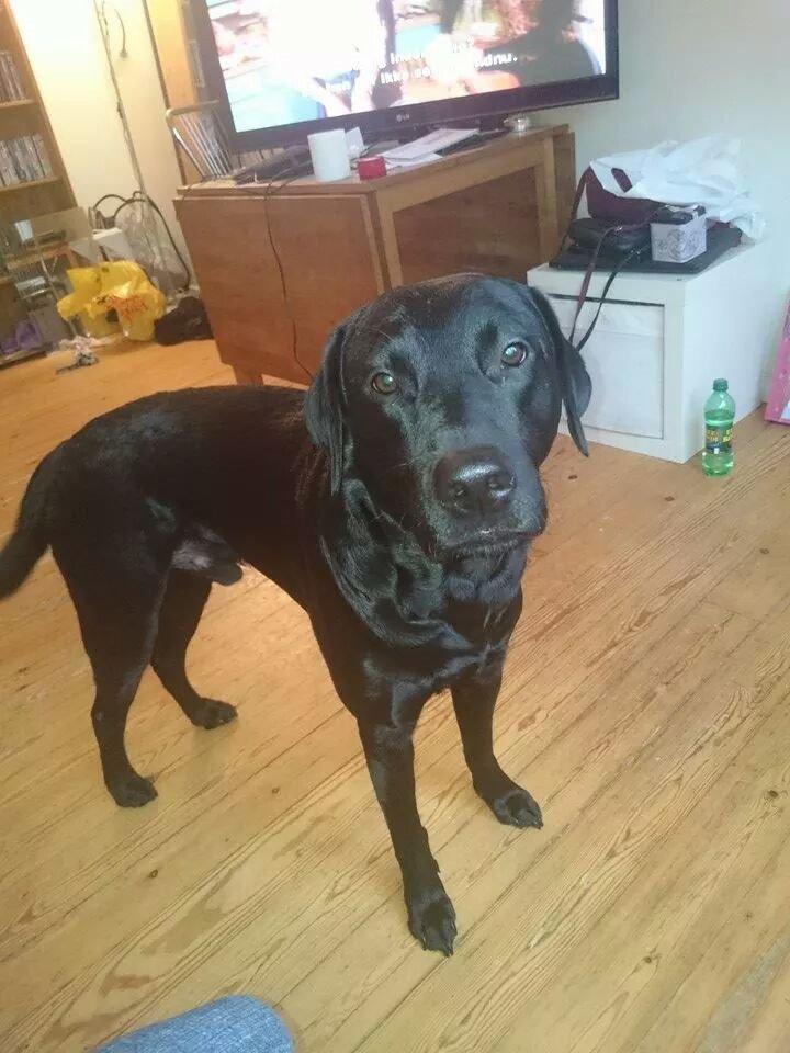 Labrador retriever Captain Morgan Freeman billede 17