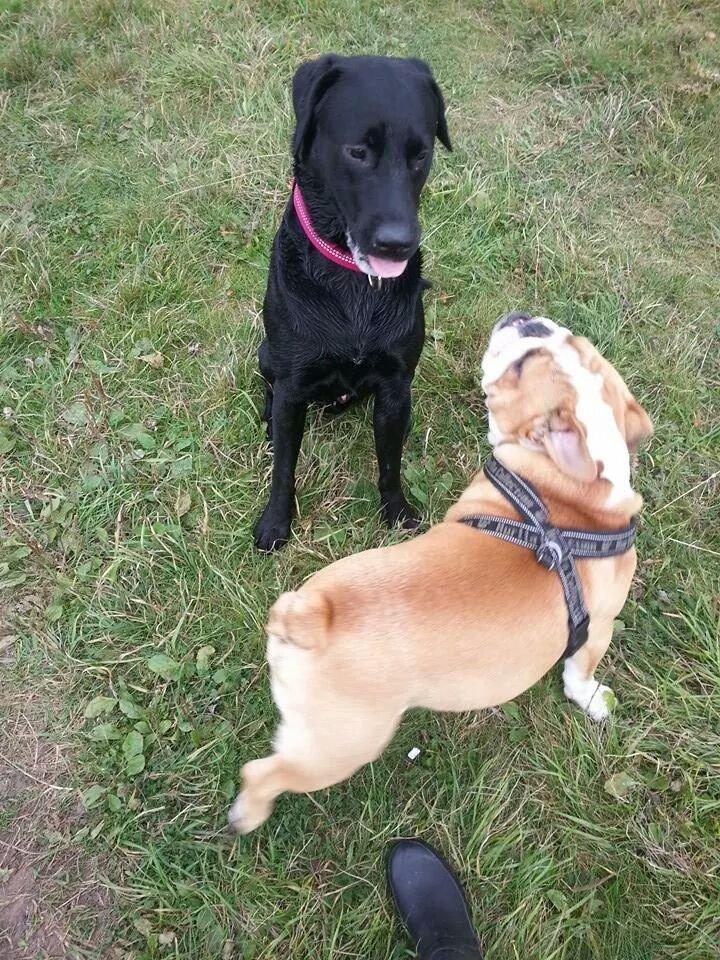 Labrador retriever Captain Morgan Freeman billede 18