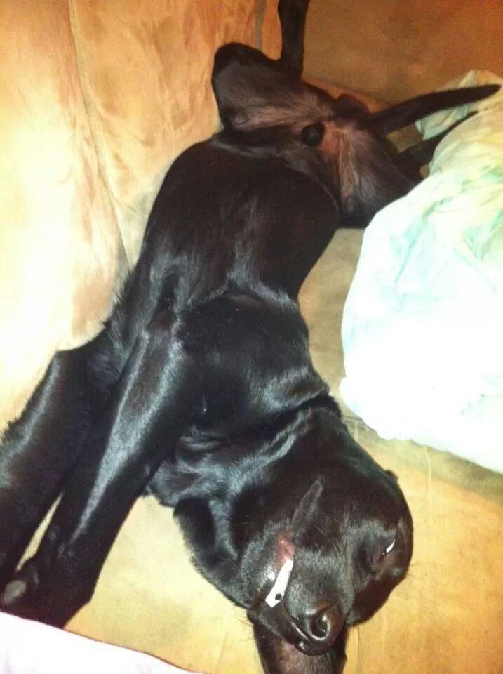 Labrador retriever Captain Morgan Freeman billede 19