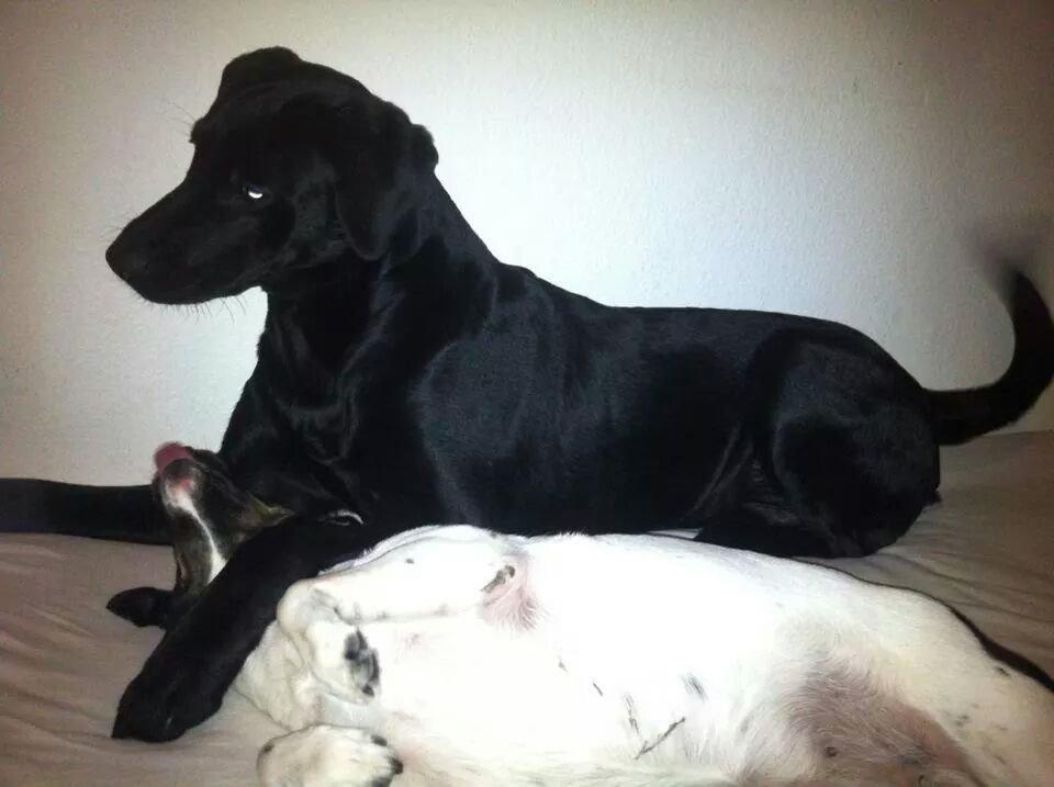 Labrador retriever Captain Morgan Freeman billede 20