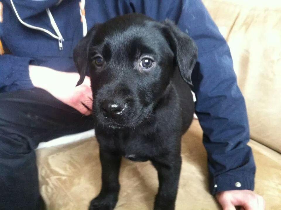 Labrador retriever Captain Morgan Freeman billede 21